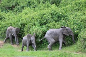 Game drive in Queen Elizabeth