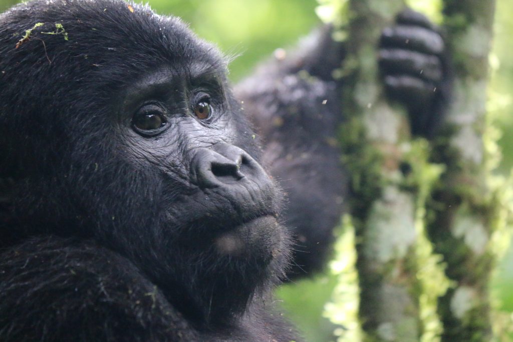 Mountain Gorilla trekking with Jenals