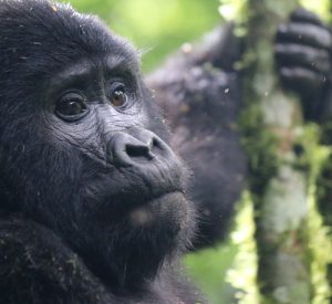 Mountain Gorilla trekking with Jenals