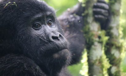 Mountain Gorilla trekking with Jenals