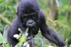 Baby Mountain Gorilla