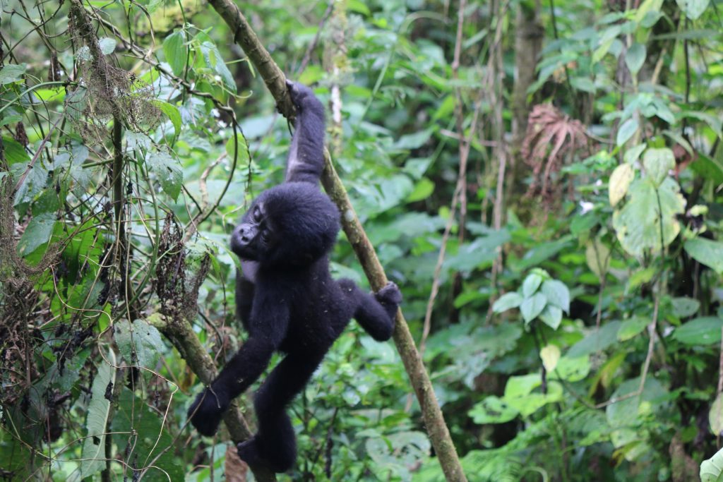 baby mountain gorilla