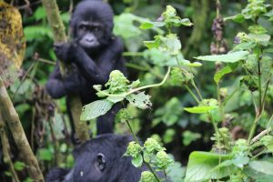 Gorillas in Bwindi