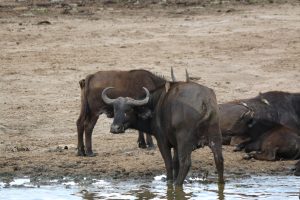 Queen Elizabeth National Park