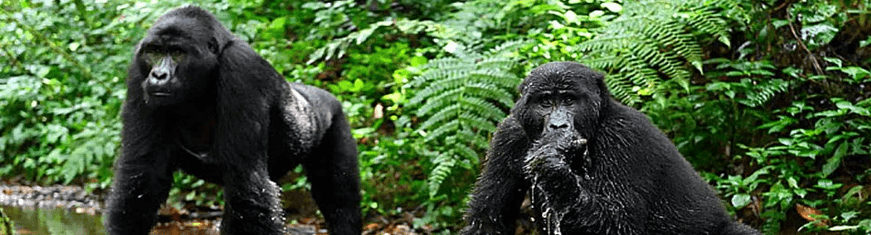 Mountain Gorillas In Bwindi