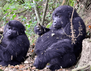 Jenal Uganda Safaris