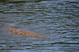Crocodile in the Nile