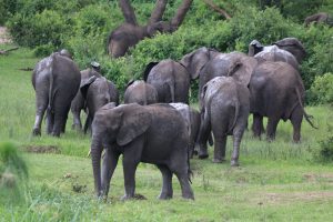 School of Elephants
