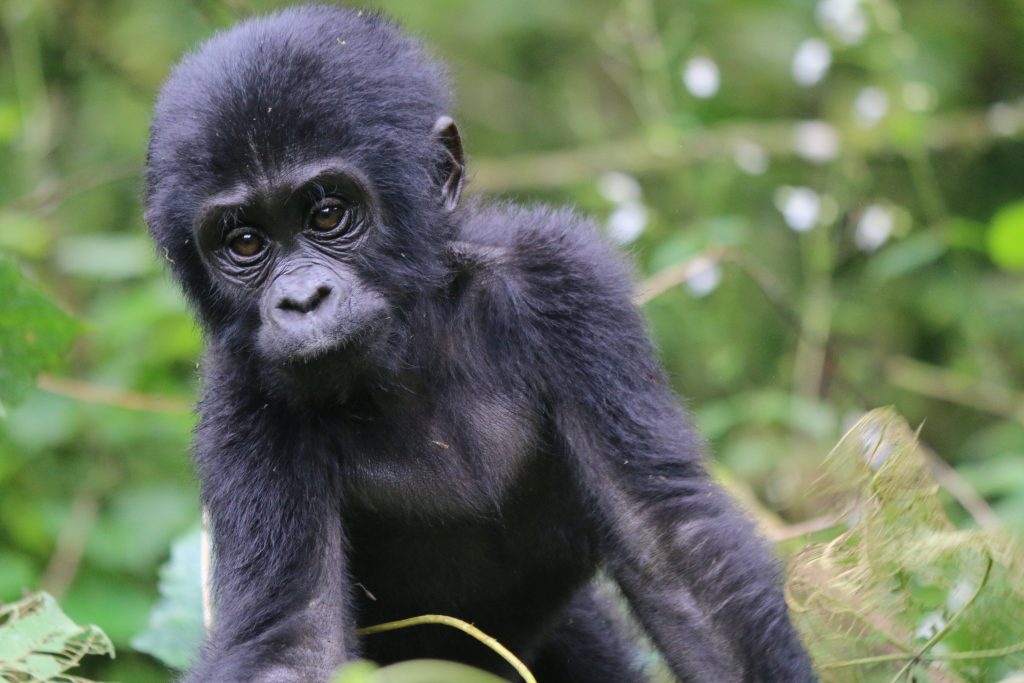 gentle young male gorilla