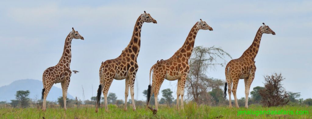 Giraffes in Kidepo valley national park
