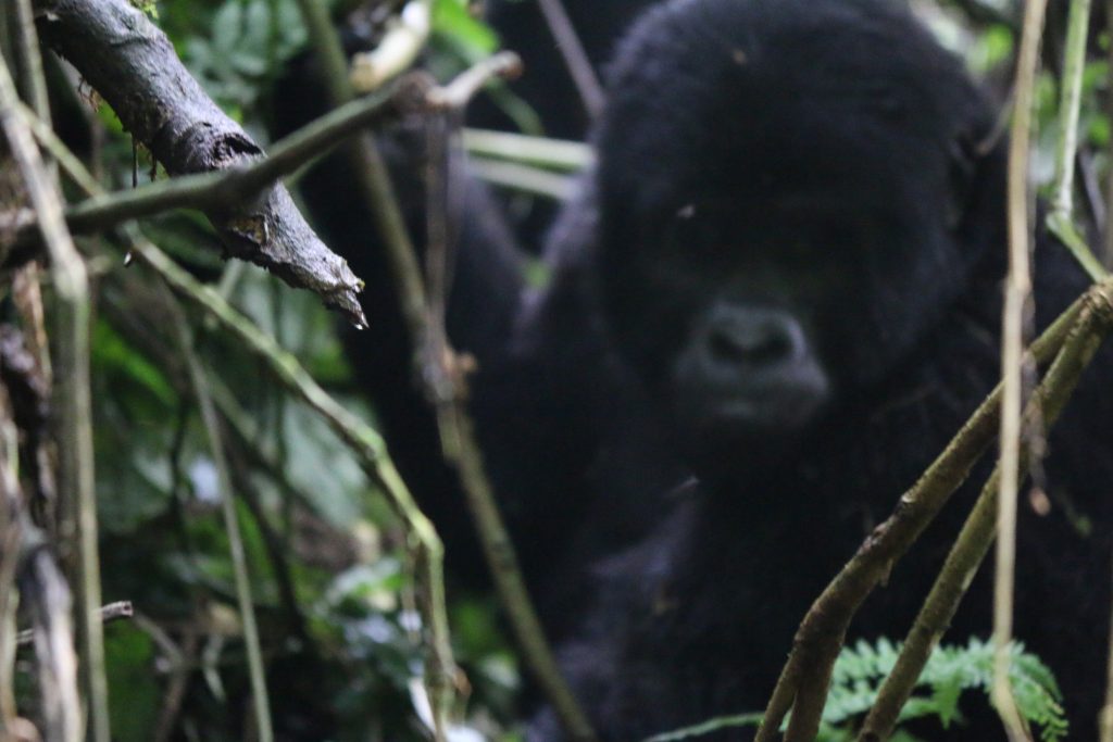 Mature Mountain Gorilla
