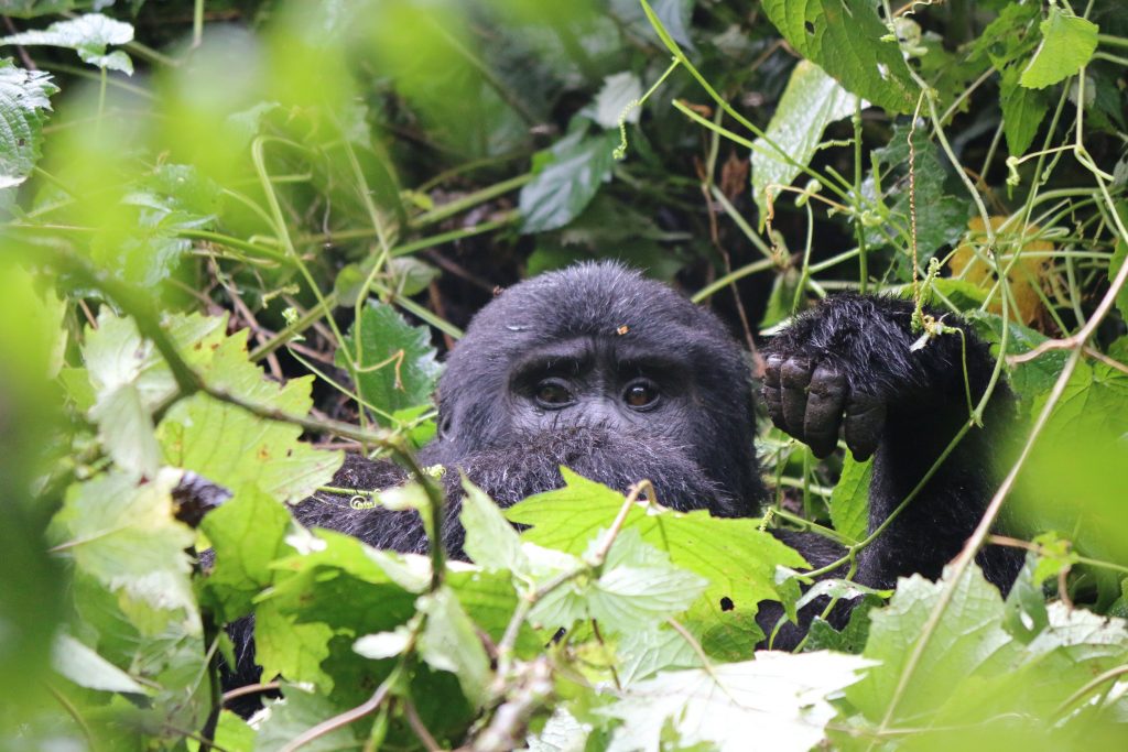 Gorillas In Bwindi