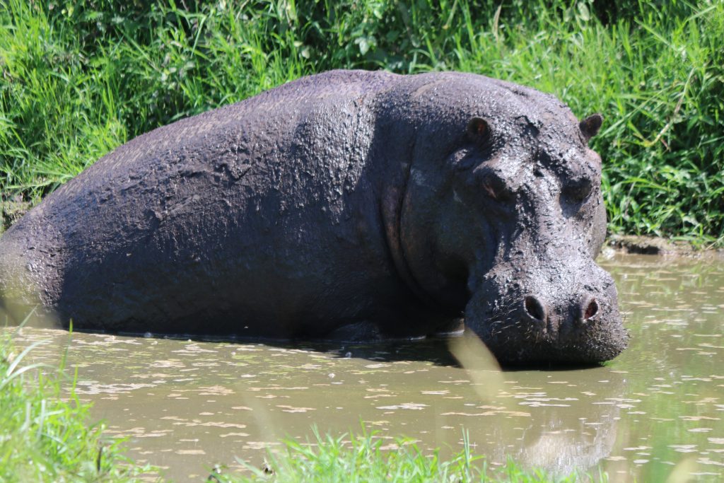 hipo with jenals safaris