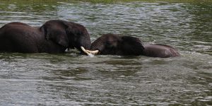 Elephant In queen Elizabeth
