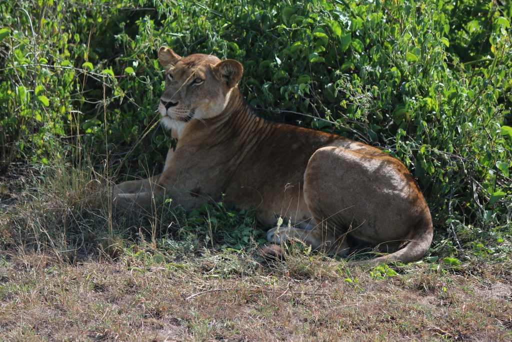 Queen Elizabeth National park