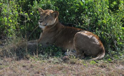 Queen Elizabeth National park
