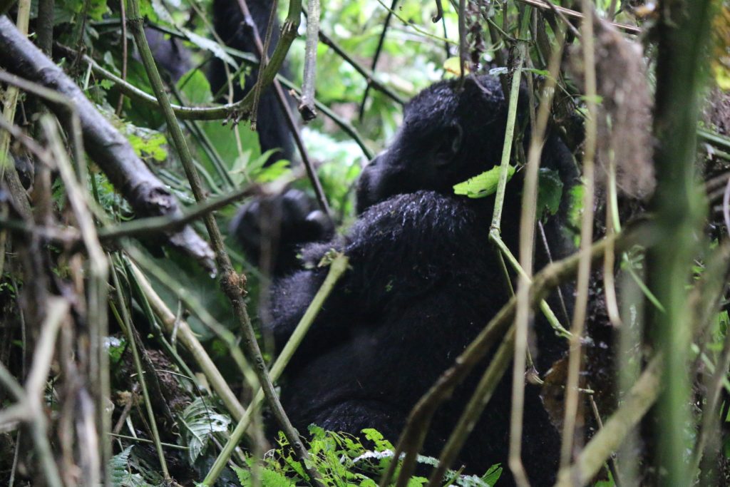 mature gorilla eating