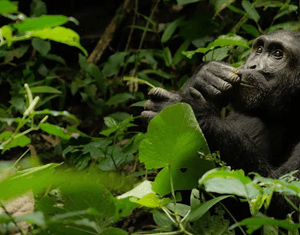 Chimapnzees in karinzu