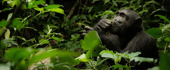 Chimapnzees in karinzu