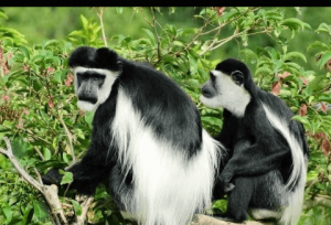 Black and white Colobus monkey