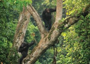 Chimpanzees in kibale