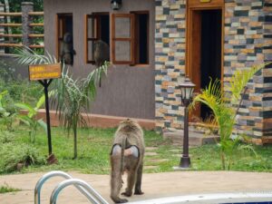 Uganda travel packages that include mountain gorillas