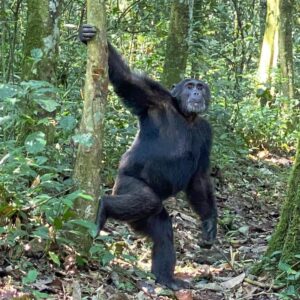 Uganda travel packages that include mountain gorillas