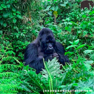 jenal uganda saafaris